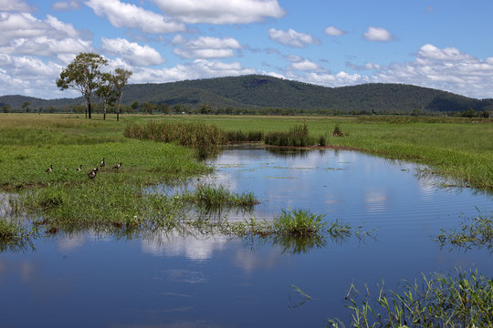 Magpie geese and rural landscape in Queensland
