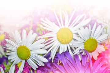 White bright daisy flowers on a background of the summer landsca