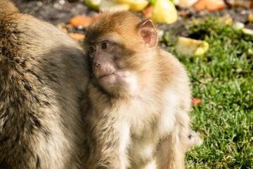 Barbary Macaque Young Monkey