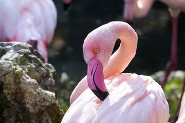 Crédence de cuisine en verre imprimé Flamant Greater flamingo close-up (Phoenicopterus roseus)