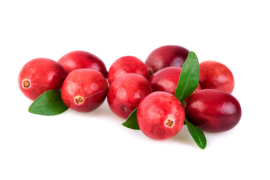 Cranberries closeup. Fresh cranberries with leaves isolated on white