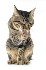 gray cat licking his paw