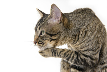 side view of a suspicious cat with his paw on the chin on a white background