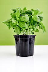 Potted Basil Plant