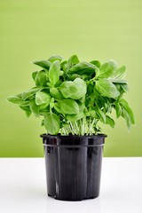 Fototapeta premium Potted Basil Plant
