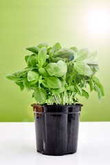 Potted Basil Plant