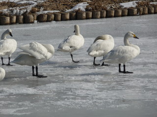 氷結した諏訪湖上のハクチョウ(長野県)