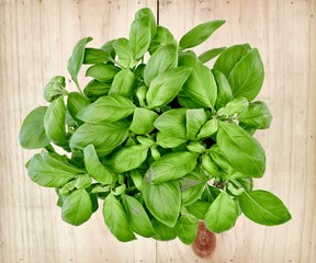Potted Basil Plant