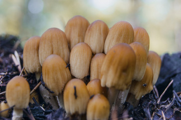 Mushrooms