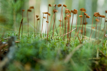 Moss