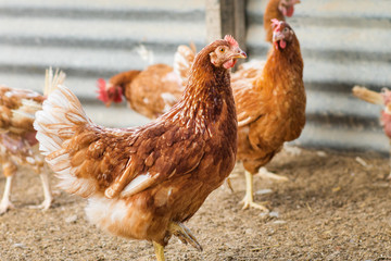Hens in a free range farm.