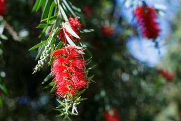 Red bottlebrush flowers in bloom