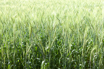 Close up green wheat field