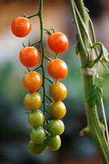 tomatoes growing on a branch
