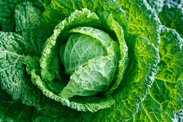 Savoy cabbage super food. Top view