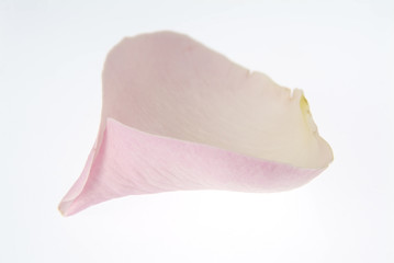 Fototapeta premium 一枚の花びら