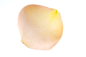 花びら