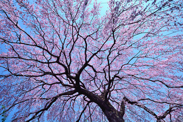 紅色の枝垂れ桜の木が満開