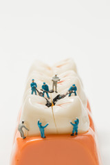 People to clean tooth model on white background,miniature