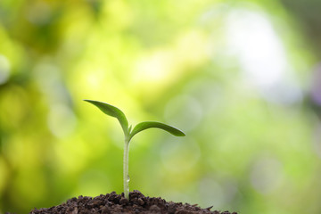 Tree planting	