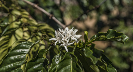 Coffee on farm near Da Lat city
