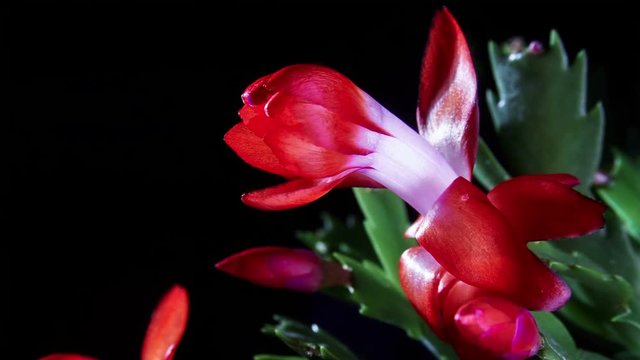 Time lapse of Schlumbergera cactus flowering on black background