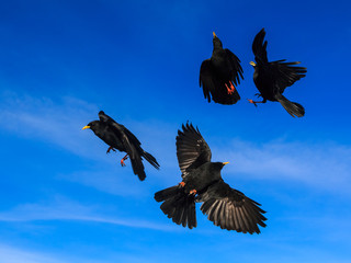 Four alpine choughs (Pyrrhocorax graculus) in a flight against the blue sky
