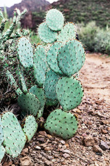 Prickly pear cactus in the desert of Arizona, USA