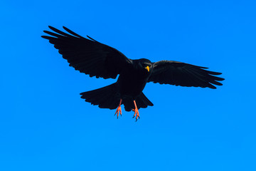 Alpine chough (Pyrrhocorax graculus) in a flight against the blue sky