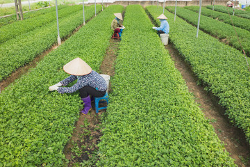 Vietnamese woman farmers working on vegetable field