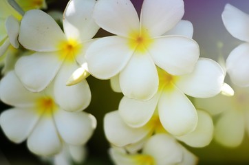 Fototapeta na wymiar white blooming plumeria flower