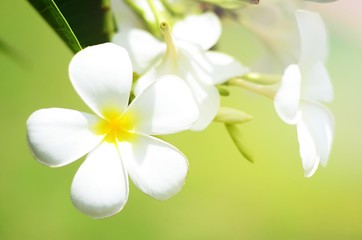 white blooming plumeria flower