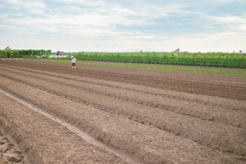 Fototapeta na wymiar Vegetable plots on agriculture field in suburbs of Hanoi, Vietnam