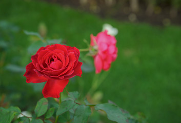 A bunch of red roses in the garden