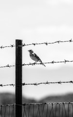 Bird on Barbed wire