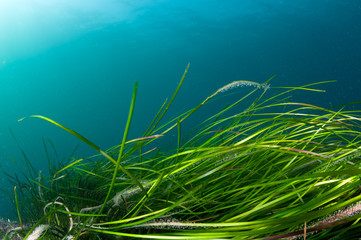 Fototapeta na wymiar Colorful coldwater reef with green algae