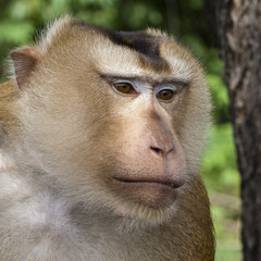 Close up face monkey