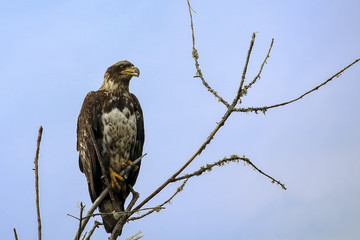 Juvenile Golden Eagle perched on branch