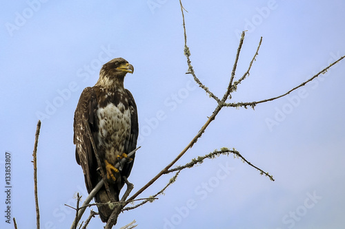 Juvenile Golden Eagle Perched On Branch Stock Photo And