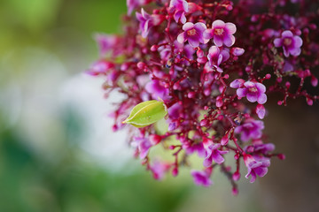 Obraz premium Star fruit flower macro