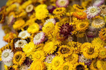 Colorful daisy flower background