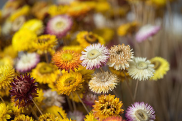 Colorful daisy flower background