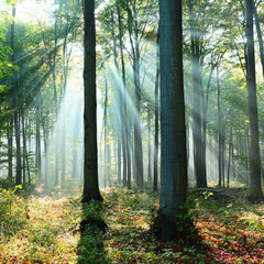 Fototapeta premium Morning in the forest