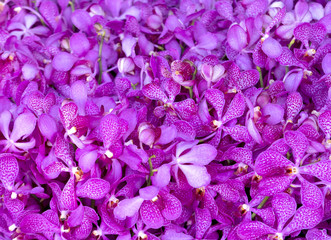 Pattern of orchid flowers background and Texture