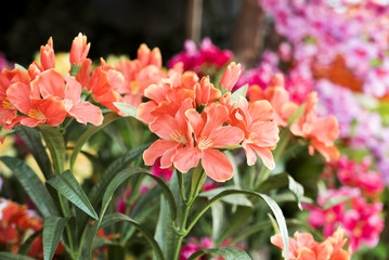 Artificial flowers or Plastic flowers