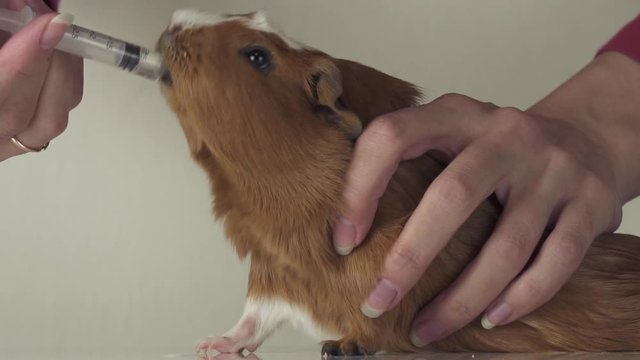 Guinea pig breed Golden American Crested drinking medicine from syringe veterinary care slow motion stock footage video