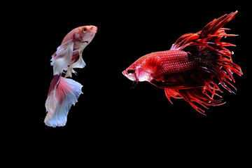 Siamese fighting fish