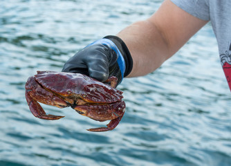 Catching crab © Teri