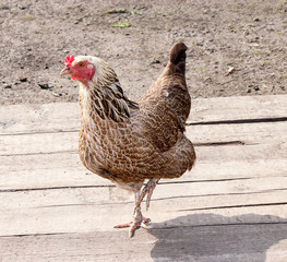 Home hen or chicken, walk freely in the yard. This chicken carries quality organic eggs