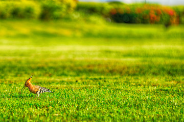 Obraz na płótnie Canvas Woodpecker on the grass